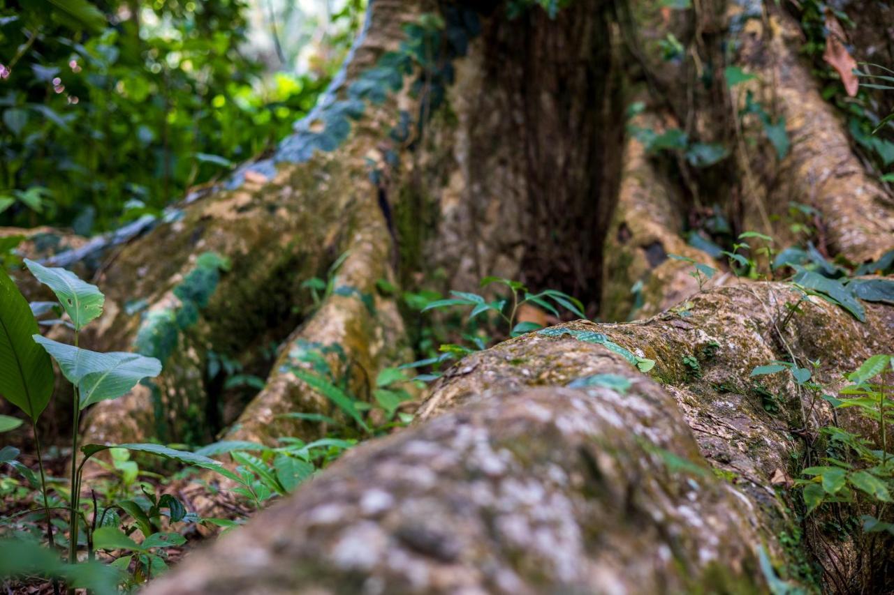 Namuwoki Lodge Puerto Viejo de Talamanca Kültér fotó